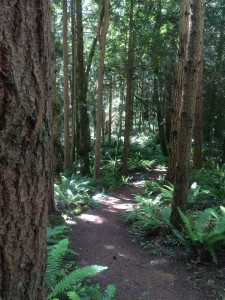 Magical pathway in a magical forest